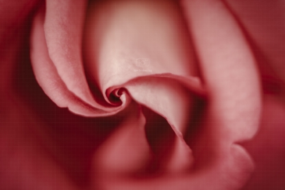 Rosenblüte | Erkeln, Juni 2022